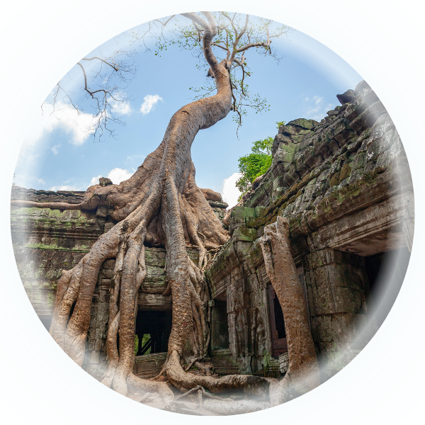 MySiemReaptours signature Temples experience to the Angkor temples. Guaranteed to be the best Siem Reap shared tours!