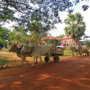 Siem Reap floating village Kampong Phluk guided tour - views from the boat - Ox Cart riding