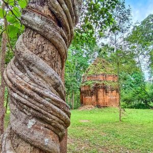 Strangler Fig Column at Beng Mealea Temple - Natural Sculptures on Koh Ker and Beng Mealea Guided Tour