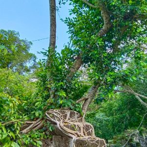 Tree Root Cathedral - Marvel at Nature's Sculptural Masterpiece Among Sacred Ruins
