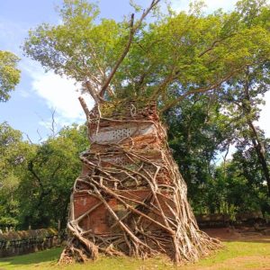 Tree Roots Embracing Ancient Temple at Koh Ker - Jungle Temple Discovery Koh Ker and Beng Mealea Tour