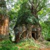 Tree roots growing on Prasat Pram Temple, Koh Ker. Koh Ker and Beng Mealea guided tour [breathtaking natural scenery]