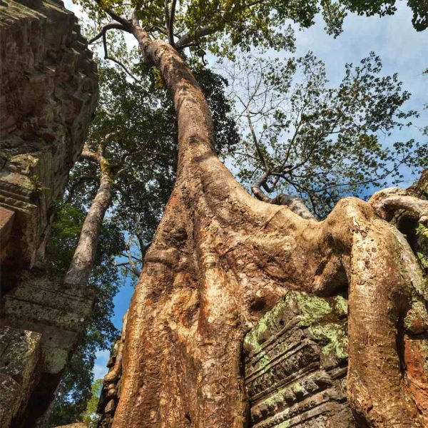 Private Sunrise Guided Tour [Go to Angkor Wat and Ta Prohm early and avoid the crowds] visiting Ta Prohm