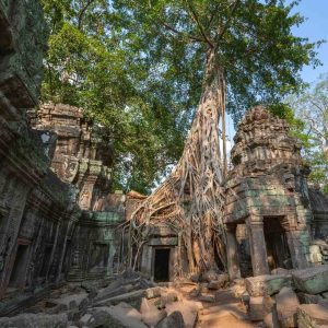Ta Prohm temple - Angkor Wat Sunrise Private tour