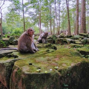 Angkor Wat Tour from Bangkok - A 2-Day Immersive Experience - Monkeys nearby Bayon Temple