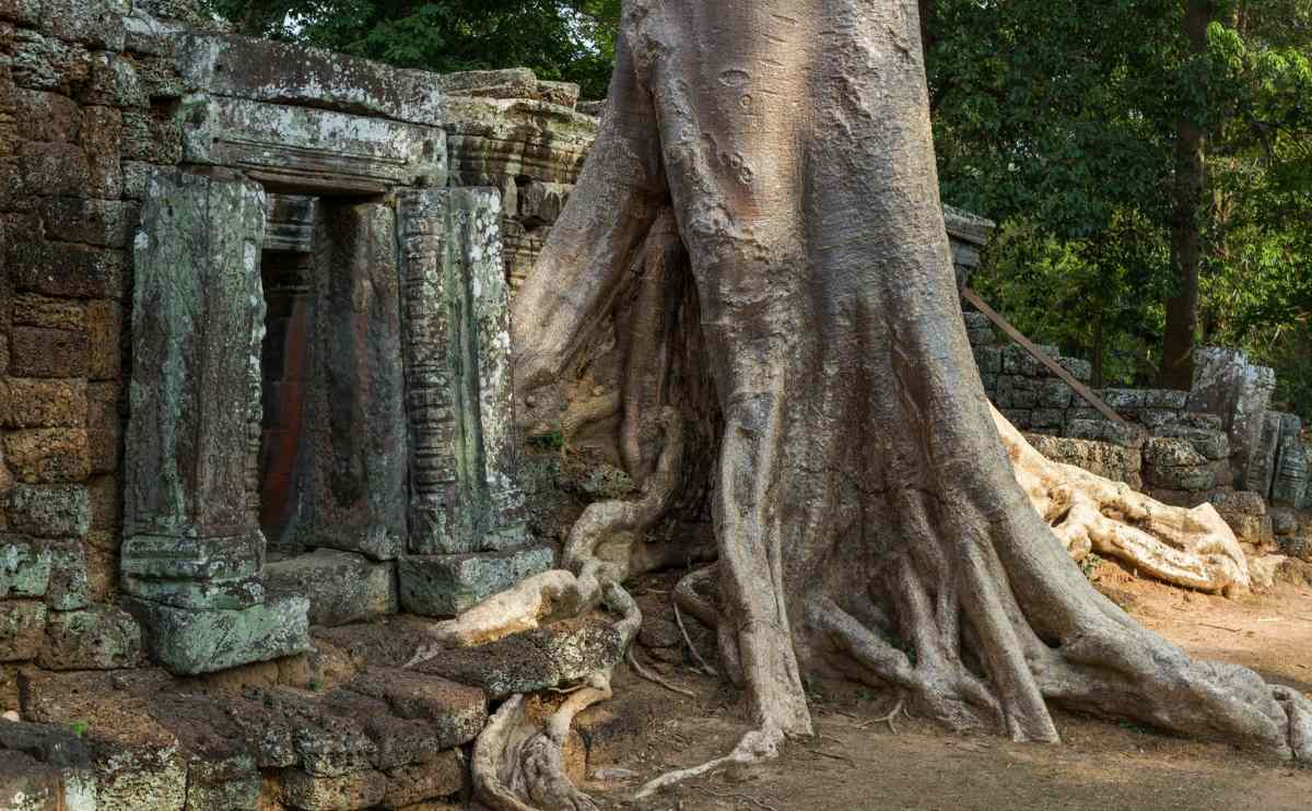 Exploring the Temple of Ta Prohm