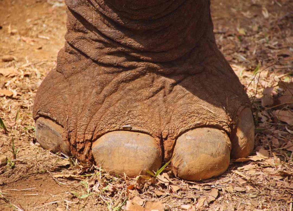 Meeting Retired Elephants