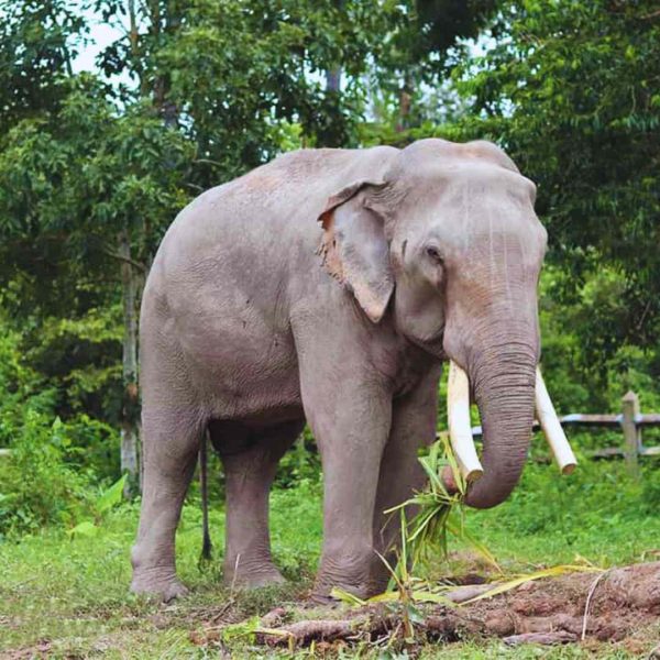 Siem Reap Elephant Tour Private full day tour with Secret Temples and Kulen Elephant Forest Sanctuary