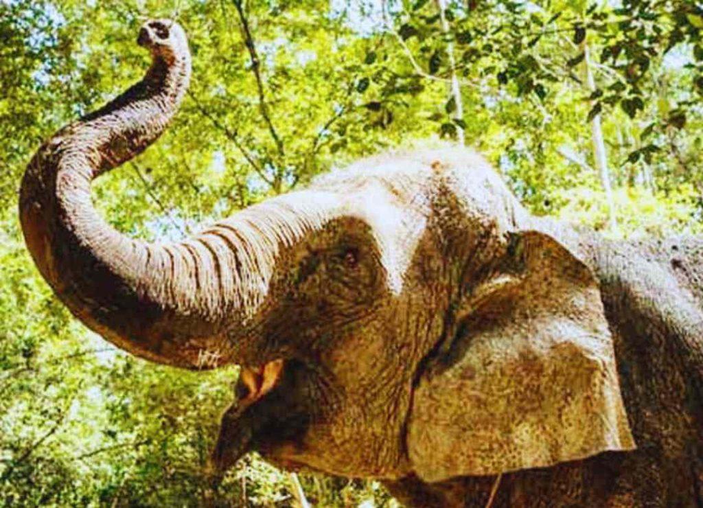 The Elephant Encounter At Kulen Elephant Forest Sanctuary