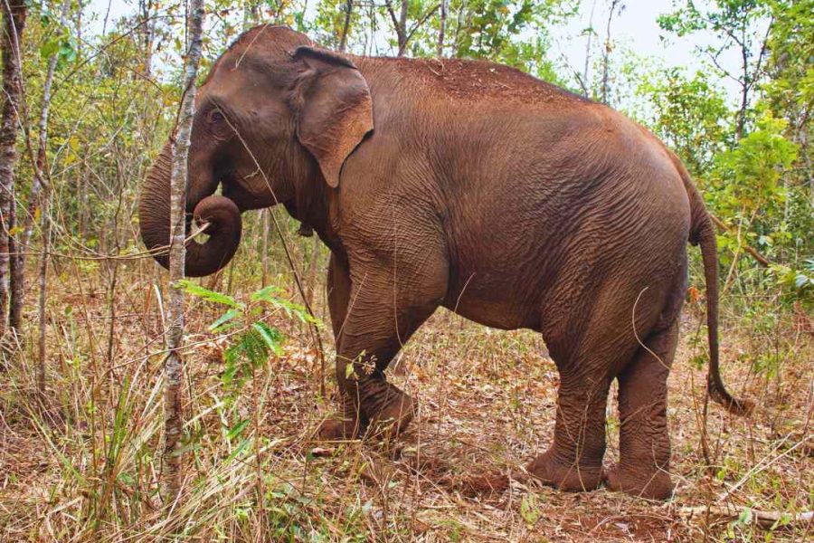 The Majestic Siem Reap Elephant Sanctuary