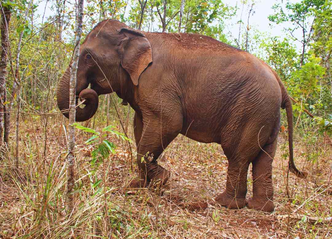 The Majestic Siem Reap Elephant Sanctuary