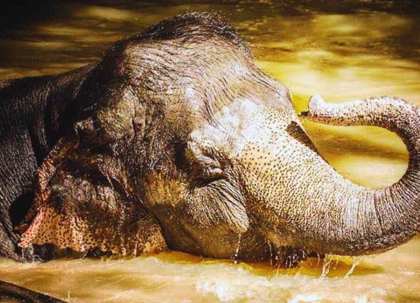 Experience the Magic: Unforgettable Encounters at Kulen Elephant Forest