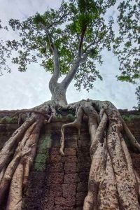 Ta Prohm temple is famous for the giant trees and the massive roots growing out of its walls