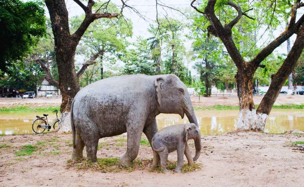 The Flora and Fauna of Siem Reap - A Nature Lover's Guide