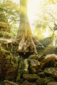 book this Half Day Early Morning Ta Prohm Tour