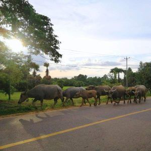 Private Siem Reap Countryside Tour