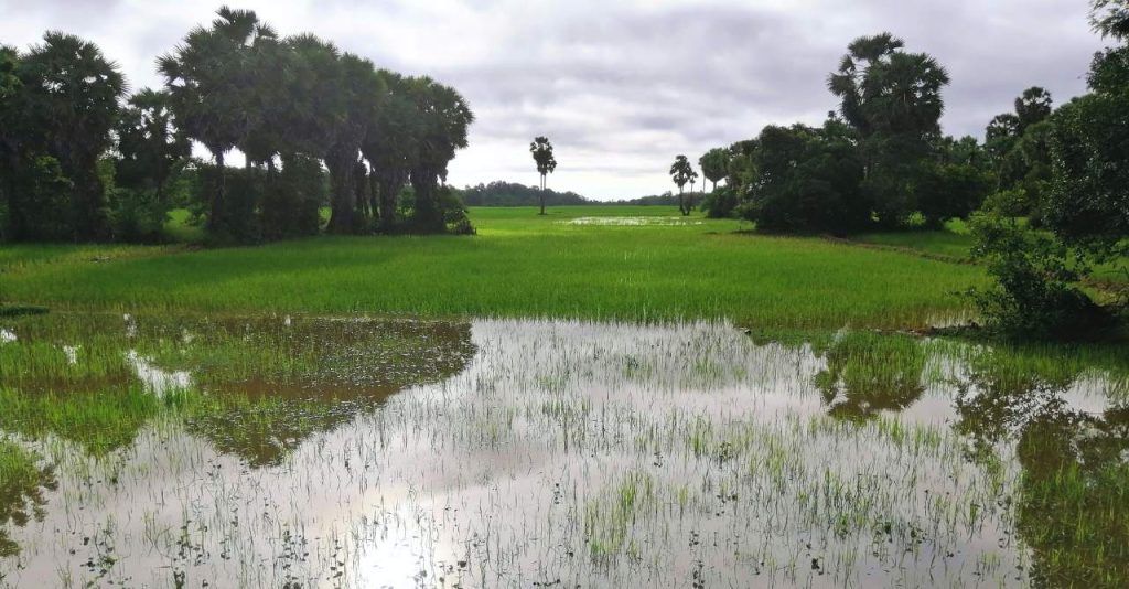 The Ultimate Showdown - Siem Reap Elephant Tour vs. Siem Reap Countryside Tour