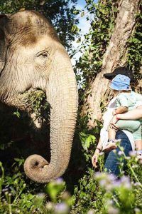 2 Day Complete Angkor Experience - At Kulen Elephant Forest Sanctuary Siem Reap