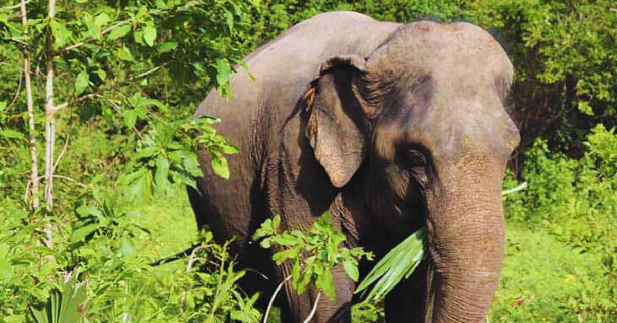 An Ethical Elephant Experience in Cambodia for an Unforgettable Tour that Honors Gentle Giants