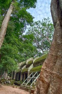 Exclusive Angkor Wat Tour Experience Ta Prohm