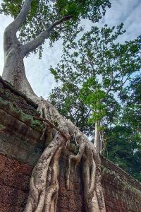 Private Guided Full-Day Tour at Ta Prohm Temple