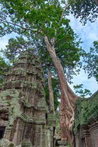 3 Days Siem Reap Exclusive Tour exploring Ta Prohm jungle temple