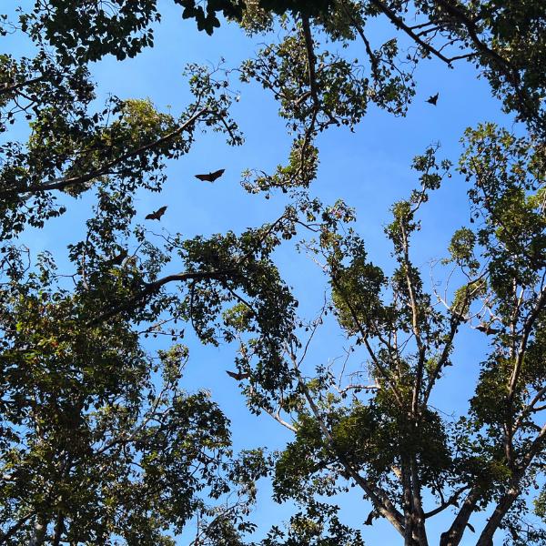 Sightseeing Siem Reap - Thousands of Bats Take Flight Over the Royal Gardens at Dusk