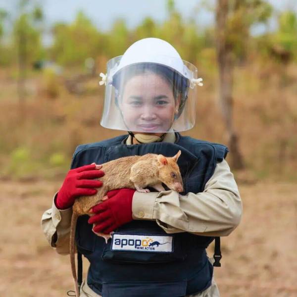Sightseeing Siem Reap Tour - Meet the HeroRAT That Makes Cambodia Safer One Sniff at a Time