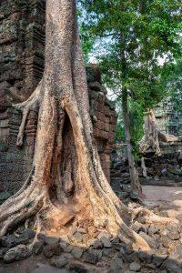 Private Adventure Chasing Sunrises and Sunsets Unveil the Mysteries of Ta Prohm