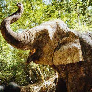 Join our Kulen Elephant Forest and Kulen Mountain Private Tour for waterfalls in the morning, elephant friends in the afternoon. Pure Cambodia magic.