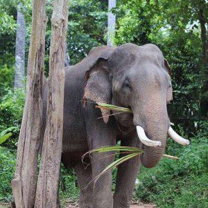 Kulen Elephant Forest and Kulen Mountain Private Tour Where sacred waters meet gentle giants - Meet happy elephants and swim in ancient waterfalls - all in one magical day