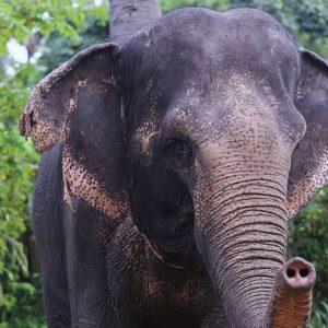 Splash in sacred pools, walk with gentle giants! Our Kulen Elephant Forest and Kulen Mountain Private Tour brings you closer to Cambodia's natural wonders. Real elephants, real adventures