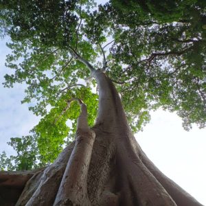 Ta Prohm Temple reveals its 12th-century Buddhist sanctuary beauty when crowds thin and sunlight creates magical patterns through the ancient silk-cotton trees.