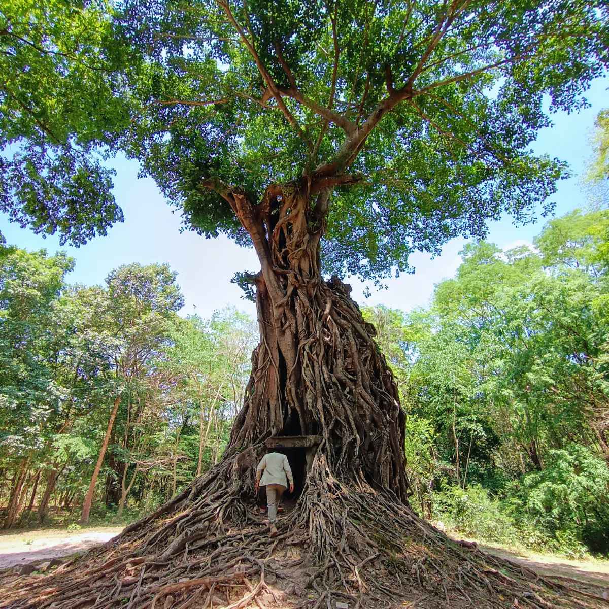 Private Taxi from Phnom Penh to Siem Reap Visiting Sambor Prei Kuk UNESCO Temple Site