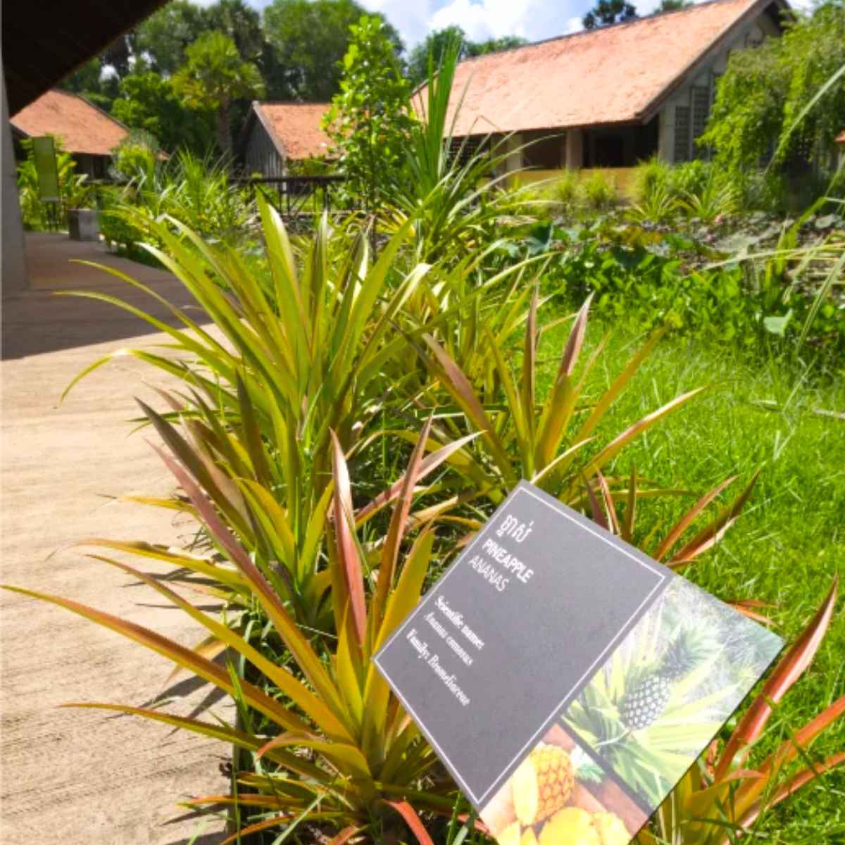 Exclusive Siem Reap Artisans Tour with Apsara Dinner at Senteurs d’Angkor Workshop and Garden