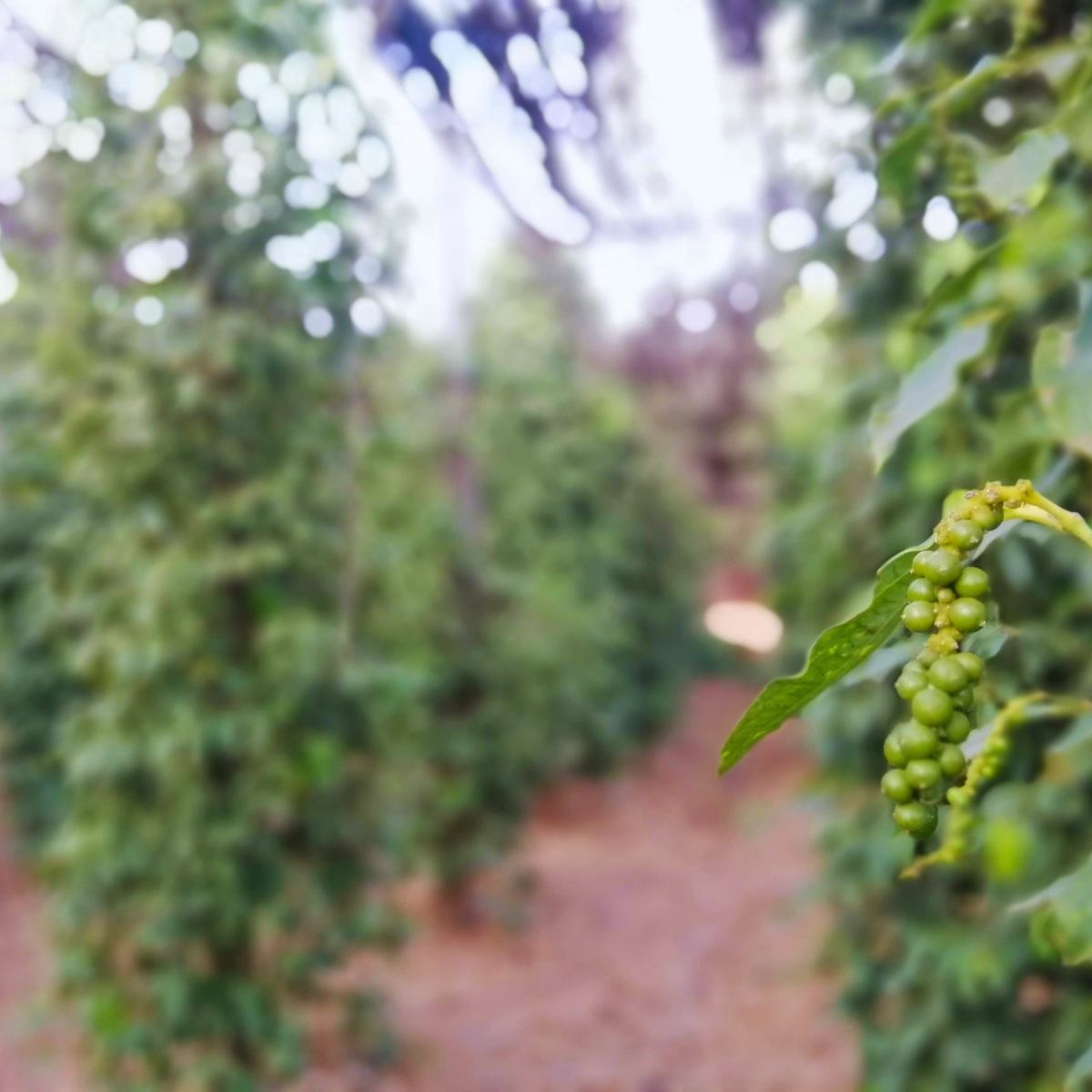 10 days in Cambodia Kepand Kampot pepper fields