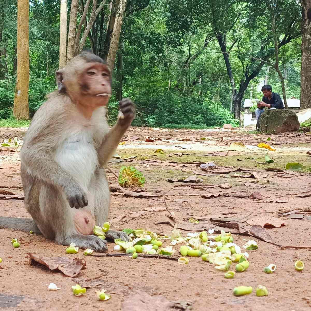 Angkor Wat 5-Day 4-Night Itinerary - Angkor Temples Green Day