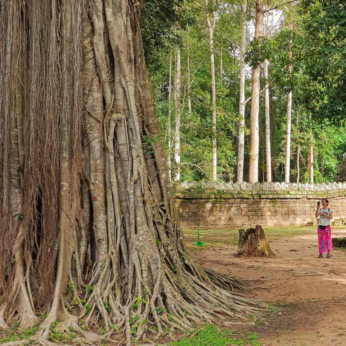 Angkor Wat 5-Day 4-Night Itinerary - Green Season Views