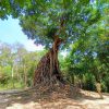 Cambodia Grand Tours - Cambodia Tour 7 days with Phnom Penh and Siem Reap and back to the Capital