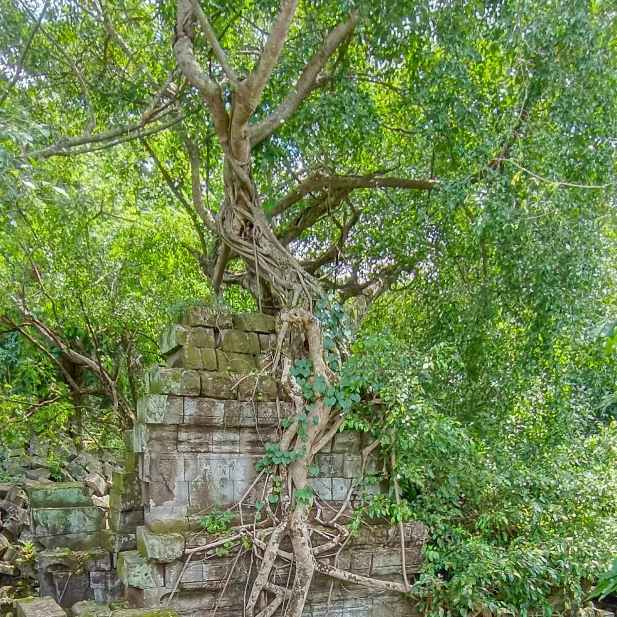 Jungle-covered Beng Mealea ruins with fallen stones and tree roots, showing the wild temple atmosphere on this private day tour.