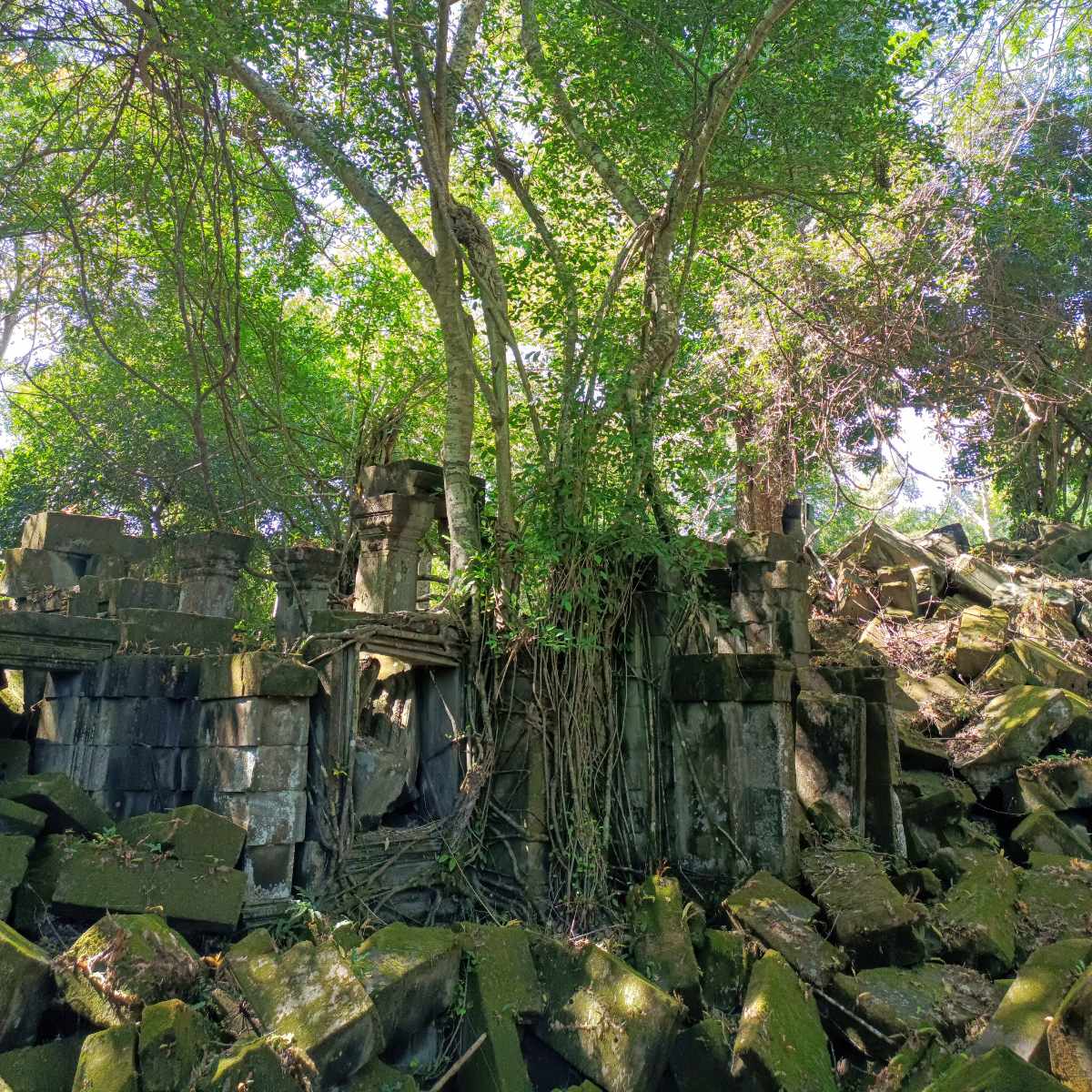 Beng Mealea and Floating Village Tour from Siem Reap showing giant tree roots wrapped around ancient Beng Mealea temple stones in the forest