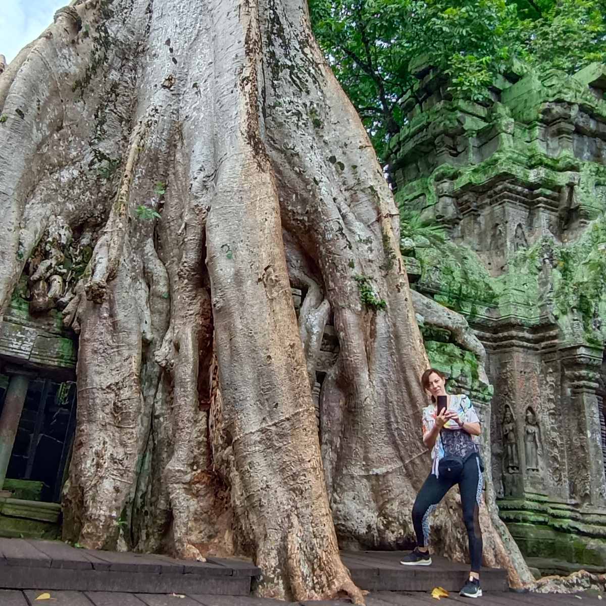 Ancient Tree Roots at Ta Prohm Temple in Angkor Wat Cambodia