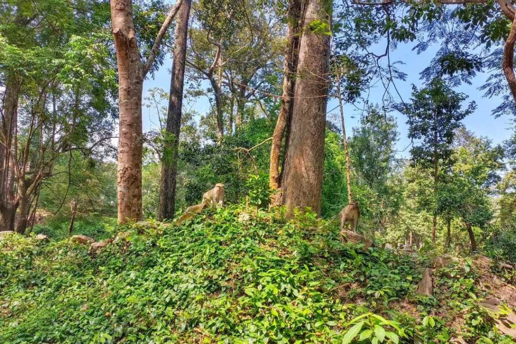 Monkeys inside Angkor Thom jungle path